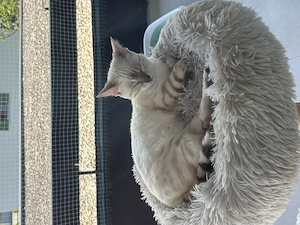 Reinrassige Snow Bengal Mädchen suchen ein liebevolles Zuhause Bild 2