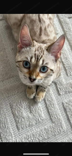 Reinrassige Snow Bengal Mädchen suchen ein liebevolles Zuhause Bild 4
