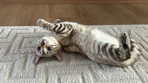 Reinrassige Snow Bengal Mädchen suchen ein liebevolles Zuhause Bild 5