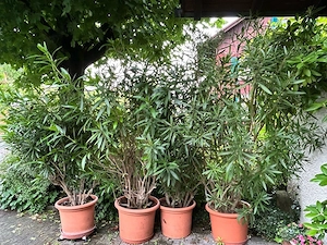 4 Stück Oleander