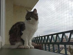 Installationsset f r Balkon-Katzennetz 6x3 ohne Bohren ? Wirksamer Schutz des Balkons vor dem Heraus Bild 4