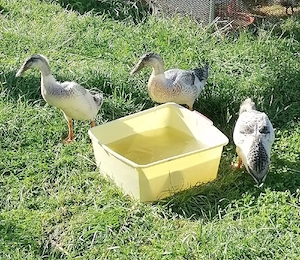 Laufenten suchen ein neues Zuhause  Bild 3