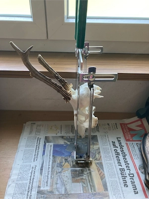 Rehbockkappsäge