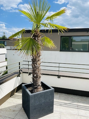2 Palmen zu verkaufen Bild 2