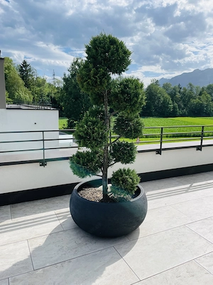 Kugelbaum zu verkaufen  Bild 2