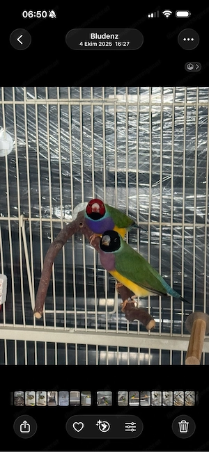Gouldamadinen, Diamandtauben, große käfig Bild 3