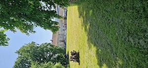 Verpachte Grundstück Zentrum Höchst zur Schweizergrenze Bild 2