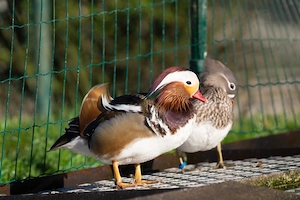 Laufenten und Mandarinenten zu verkaufen Bild 2