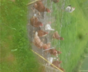 Hühner zum Verkaufen Bild 3
