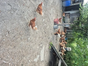 Hühner zum Verkaufen Bild 2