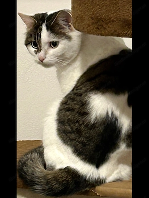 katze vermisst