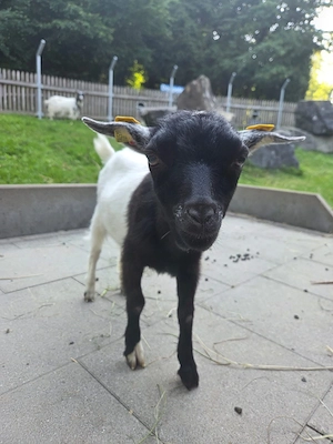 Zwergziegenbock zu verkaufen Bild 2