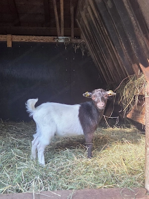 Zwergziegenbock zu verkaufen Bild 3