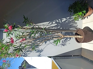 Vergebe 2 Oleander, klein und groß