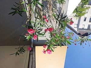 Vergebe 2 Oleander, klein und groß Bild 2