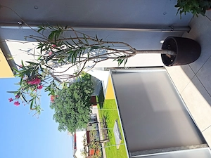 Vergebe 2 Oleander, klein und groß Bild 3