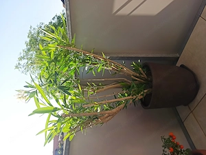 Vergebe 2 Oleander, klein und groß Bild 4