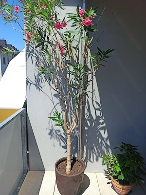 Vergebe 2 Oleander weiß und rosa Blüten