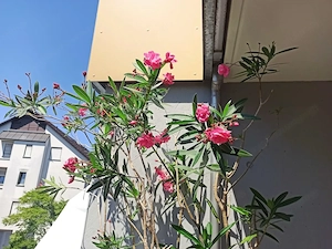 Vergebe 2 Oleander weiß und rosa Blüten Bild 2