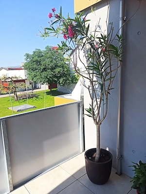 Vergebe 2 Oleander weiß und rosa Blüten Bild 3