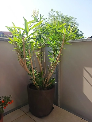 Vergebe 2 Oleander weiß und rosa Blüten Bild 4