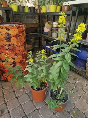 Goldfelberich 