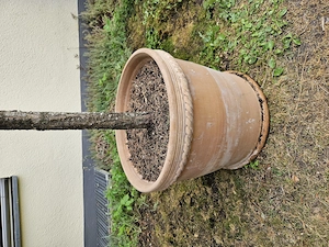großer Tontopf  mit einem Nadelbäumchen Bild 2