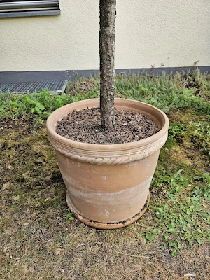 großer Tontopf  mit einem Nadelbäumchen