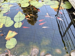 Goldfische zu verschenken Bild 5