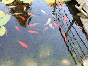 Goldfische zu verschenken Bild 2