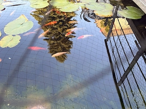 Goldfische zu verschenken Bild 4