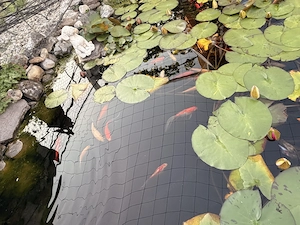 Goldfische zu verschenken Bild 3
