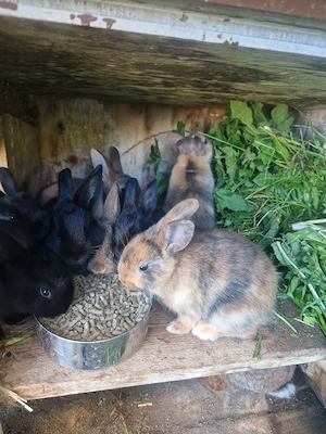 Hasenkaninchen suchen zuhause