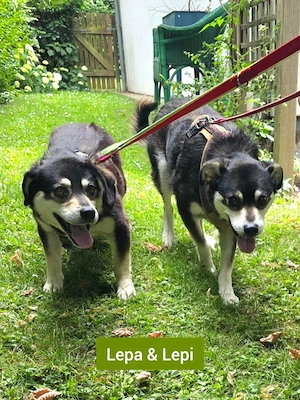 Lepi und Lepa - NOTFALL Österreich Bild 3