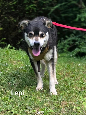 Lepi und Lepa - NOTFALL Österreich Bild 6