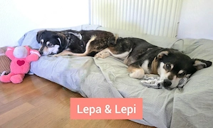 Lepi und Lepa - NOTFALL Österreich Bild 4