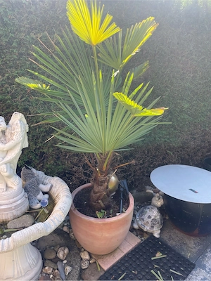 Palme Winterfest Bild 2
