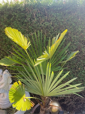Palme Winterfest Bild 3