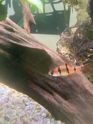 sumatrabarbe (tiger barb) fische für das aquarium Bild 2