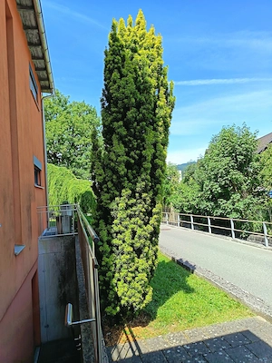 Säuleneibe 330