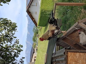 Hahn gemischte Rasse zu verschenken Bild 2
