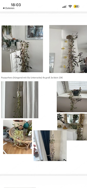 Zimmerpflanzen Bild 4