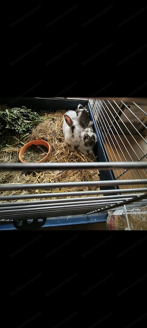 2 Zwergkaninchen zu verschenken. Bild 2
