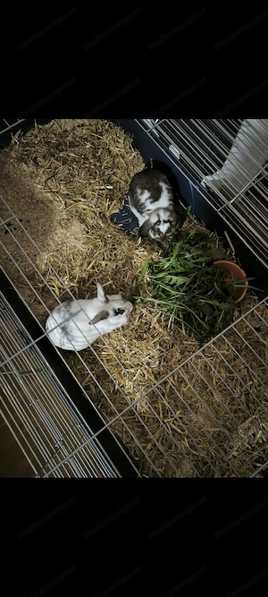 2 Zwergkaninchen zu verschenken. Bild 4