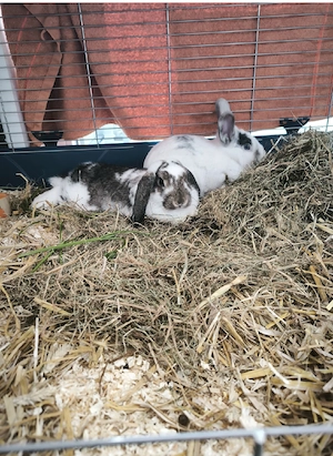 2 Zwergkaninchen zu verschenken. Bild 3