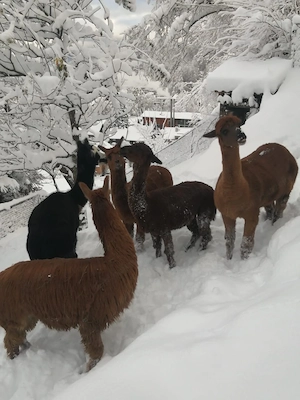 Liebevolle Plätze für 5 Alpakas gesucht Bild 2