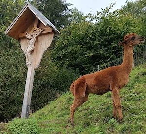Liebevolle Plätze für 5 Alpakas gesucht Bild 4