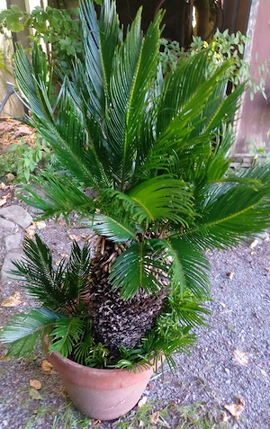 Cycas Palmfarn Bild 2