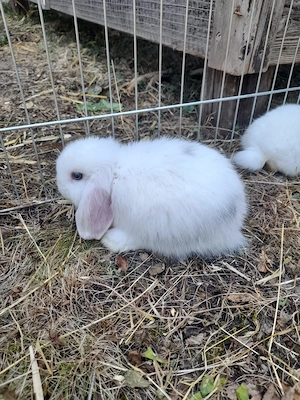 Hasen Baby (Minilop) Bild 5