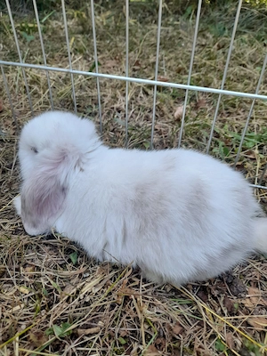 Hasen Baby (Minilop) Bild 2